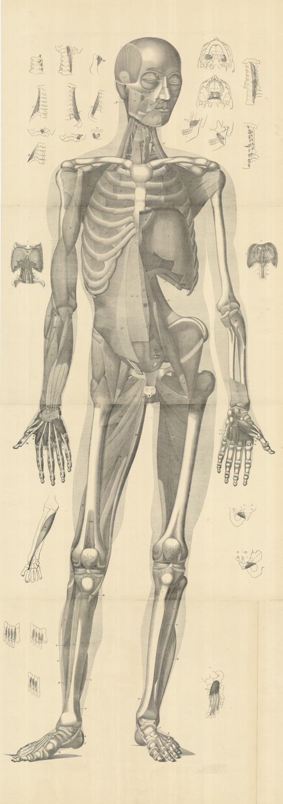 (apparato muscolo scheletrico anteriore ) senza titolo