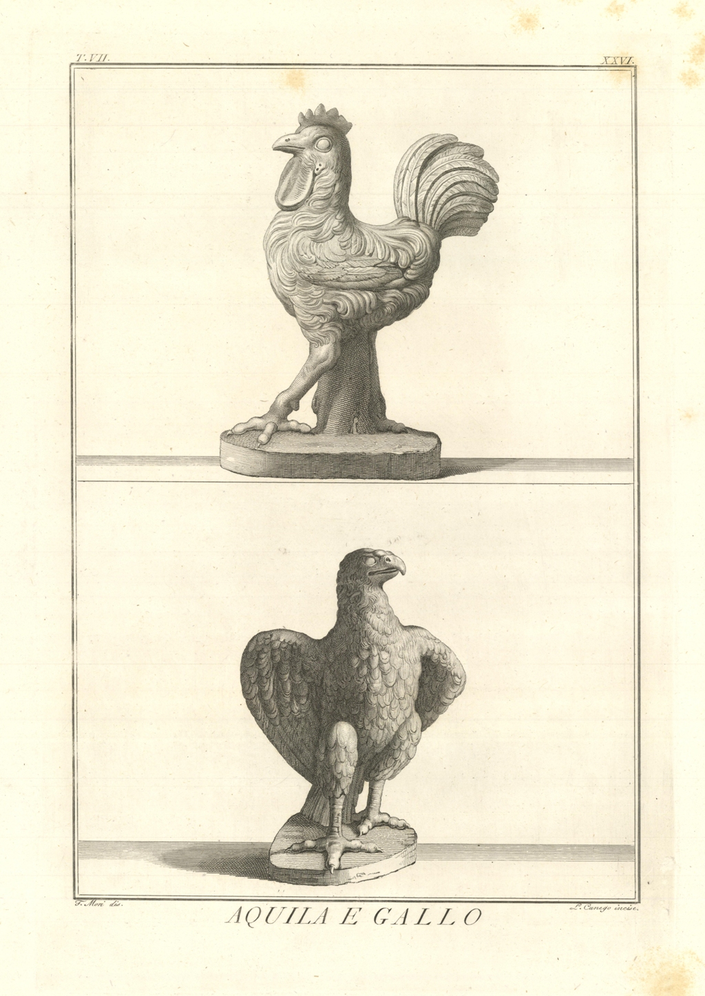 AQUILA E GALLO