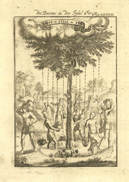 Arbre de l'isle de Fer