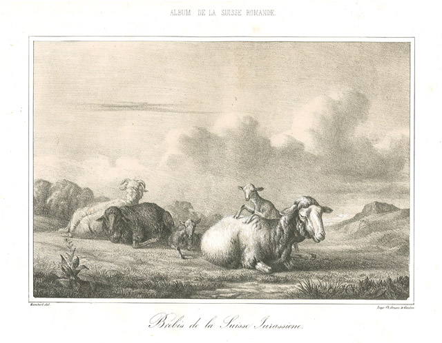 Brebis de la Suisse Jurassienne