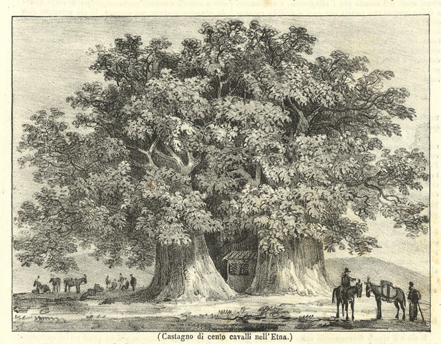 Catagno di cento cavalli nell'Etna
