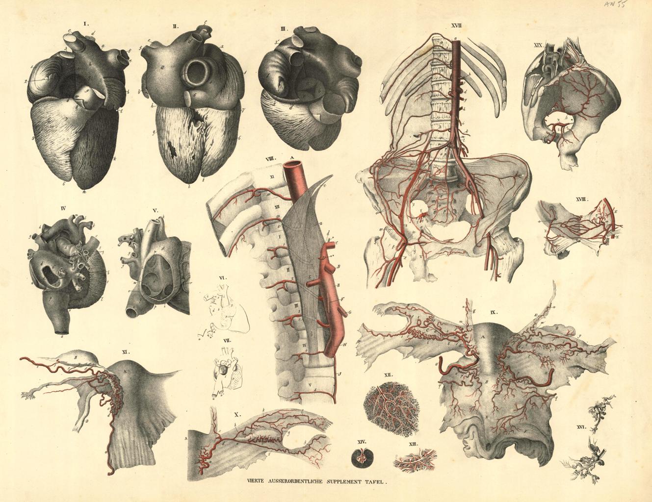 Corpo umano, particolari