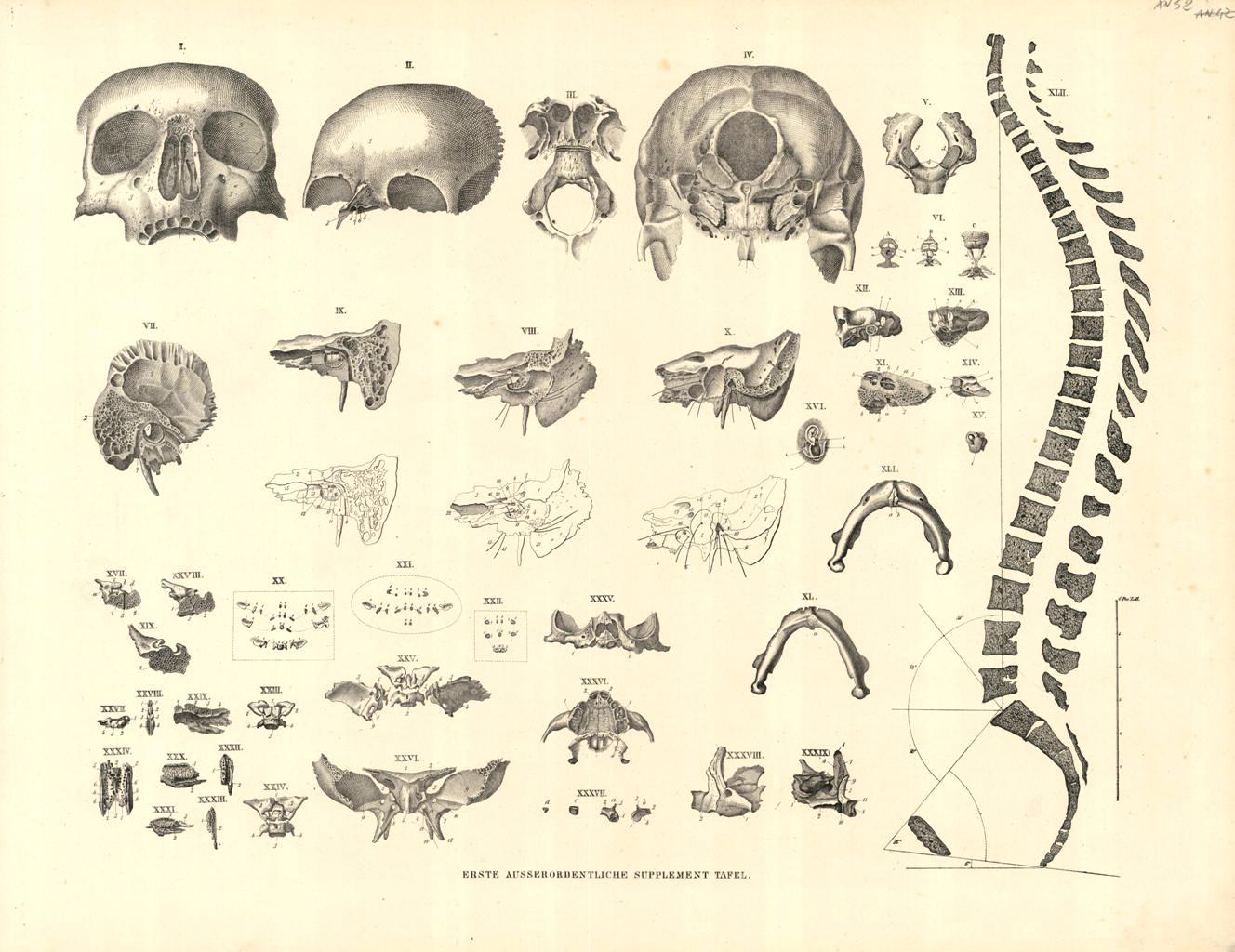 Corpo umano, particolari