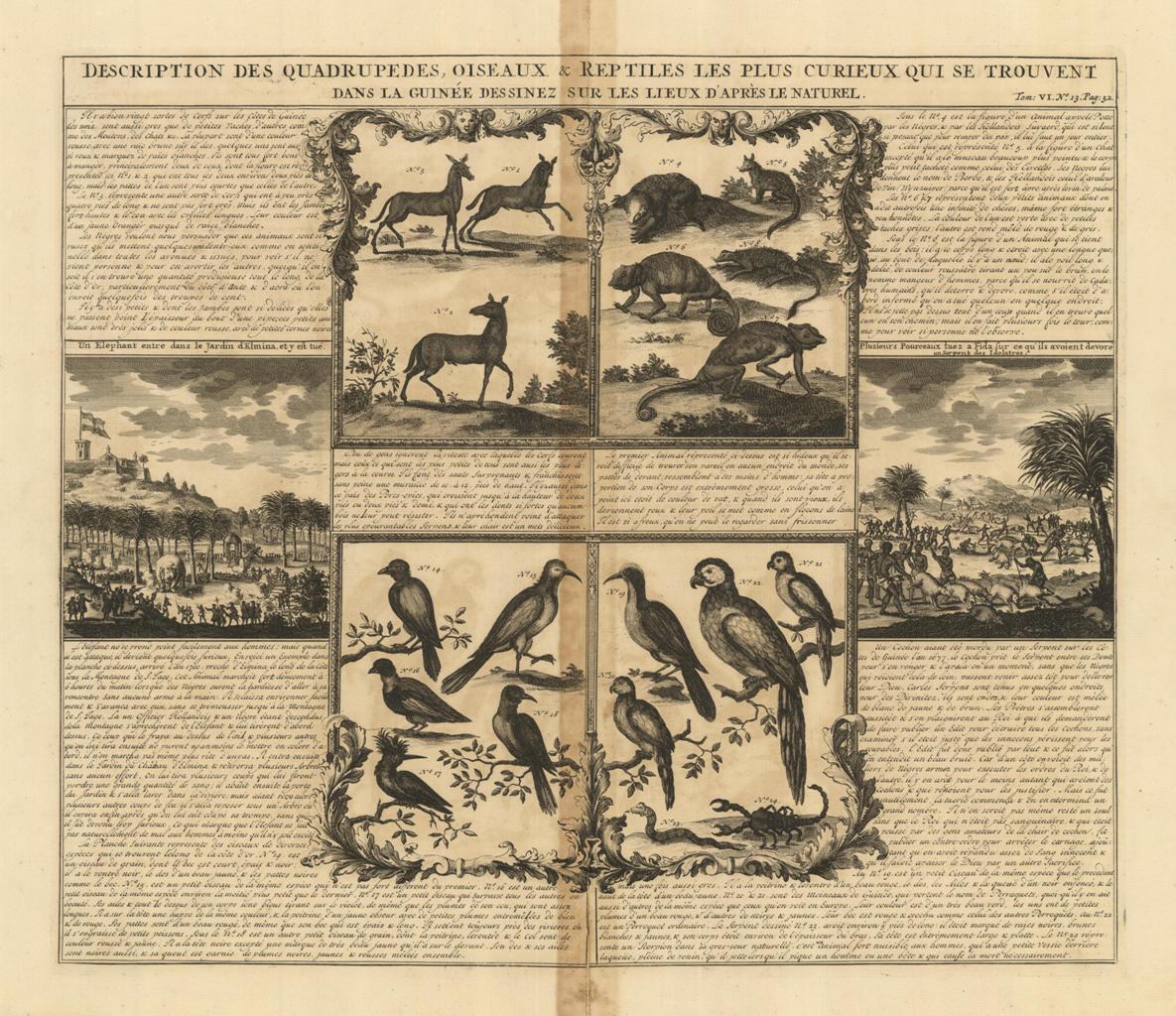 Description Des Quadrupedes, Oiseaux & Reptiles Les Plus Curieux Qui …