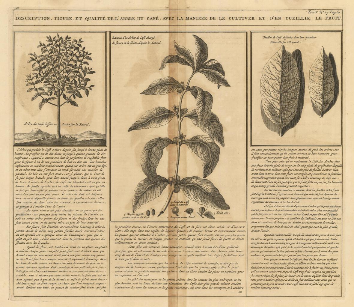 Description, figure et qualité de l'arbre, du café : avec …