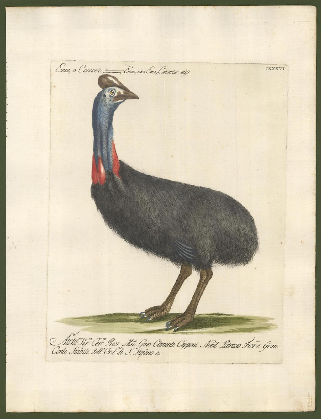 Emu, o Casuario - Emeu, sive Eme, Casuarius alys