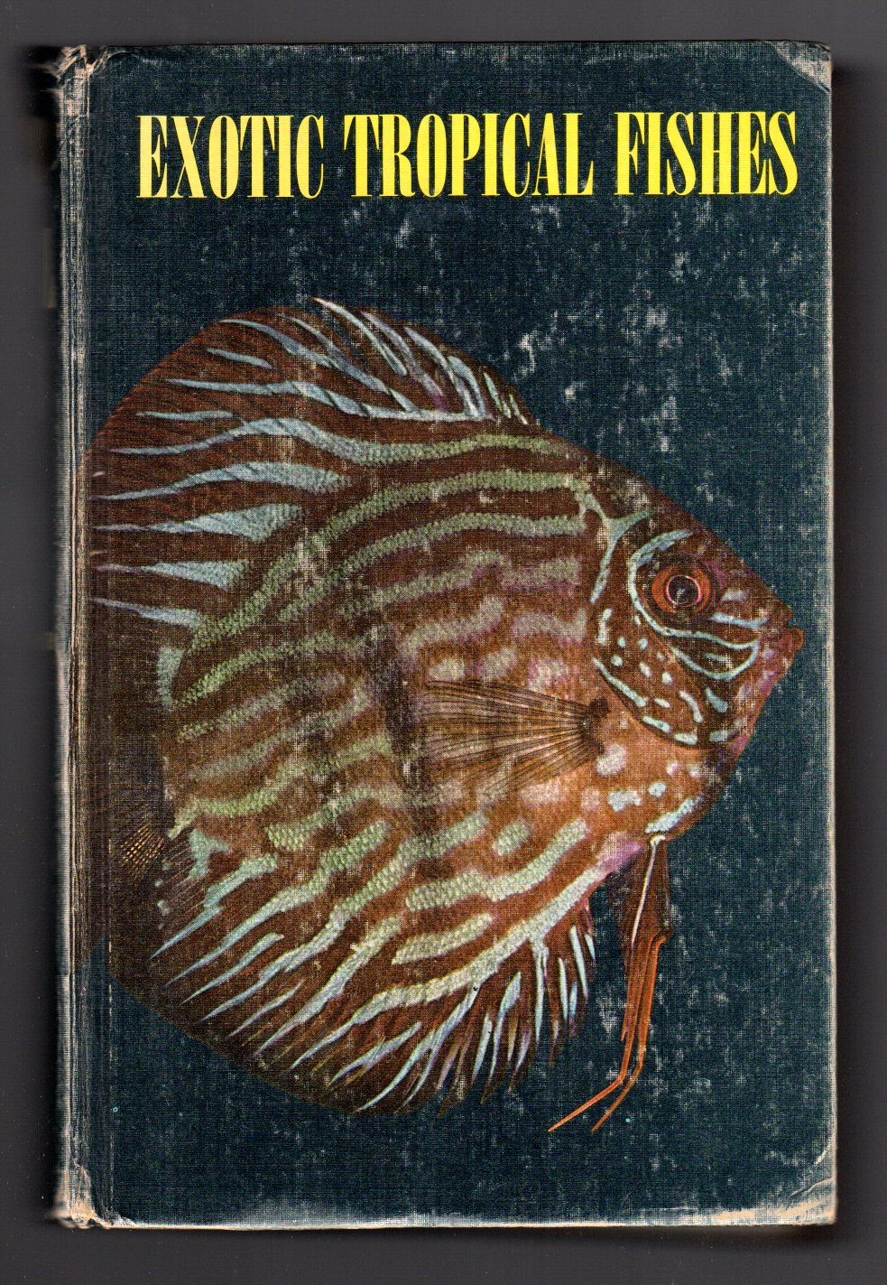 Exotic tropical fishes