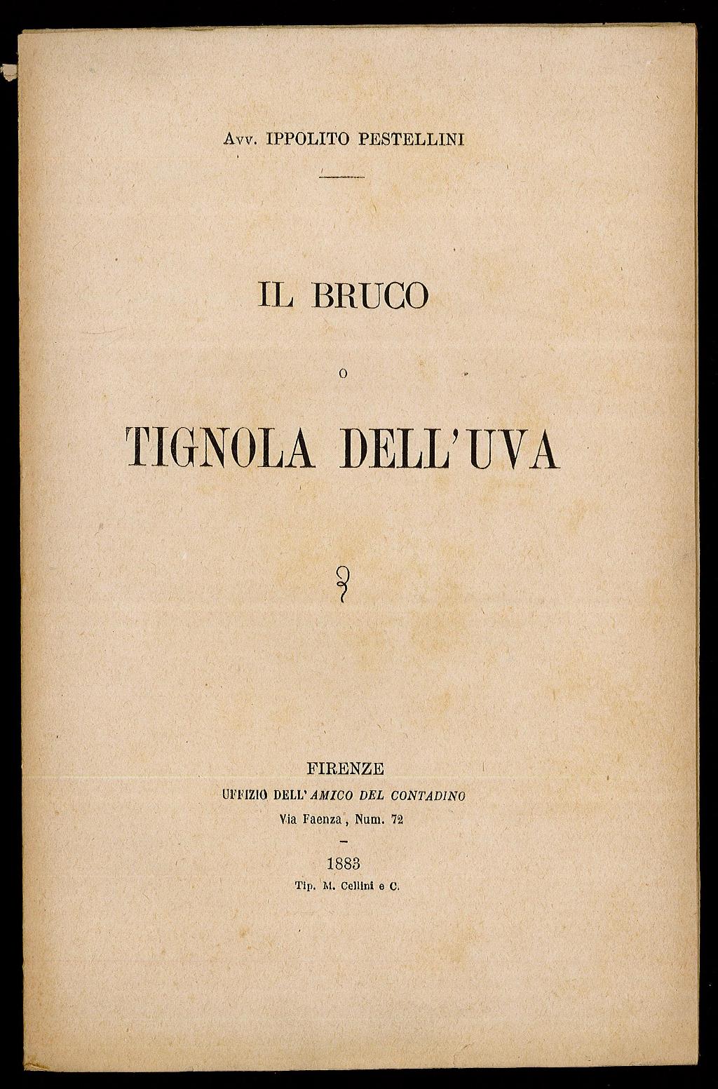 Il bruco o tignola dell'uva