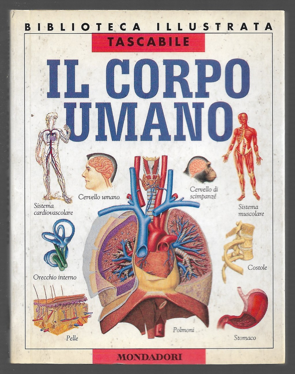 Il corpo umano