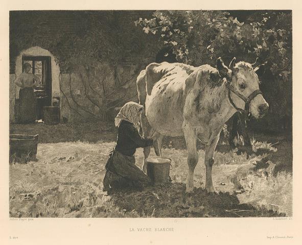 La vache blanche