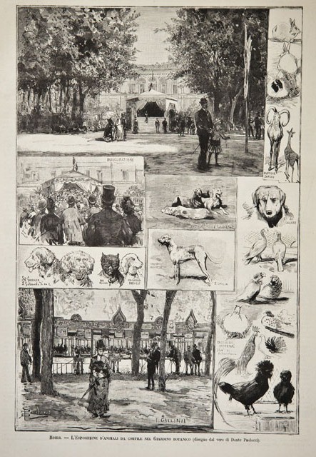 Roma.- L’Esposizione d’animali da cortile nel Giardino botanico