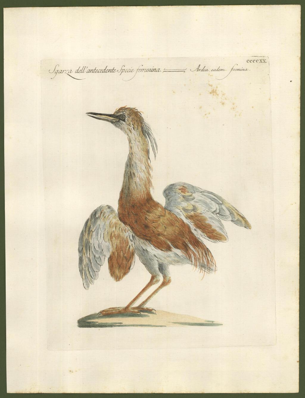 Sgarza dell'antecedente Specie femmina - Ardea cadem foemina