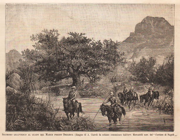 Sicomoro gigantesco al guado del Mareb presso Debaroa