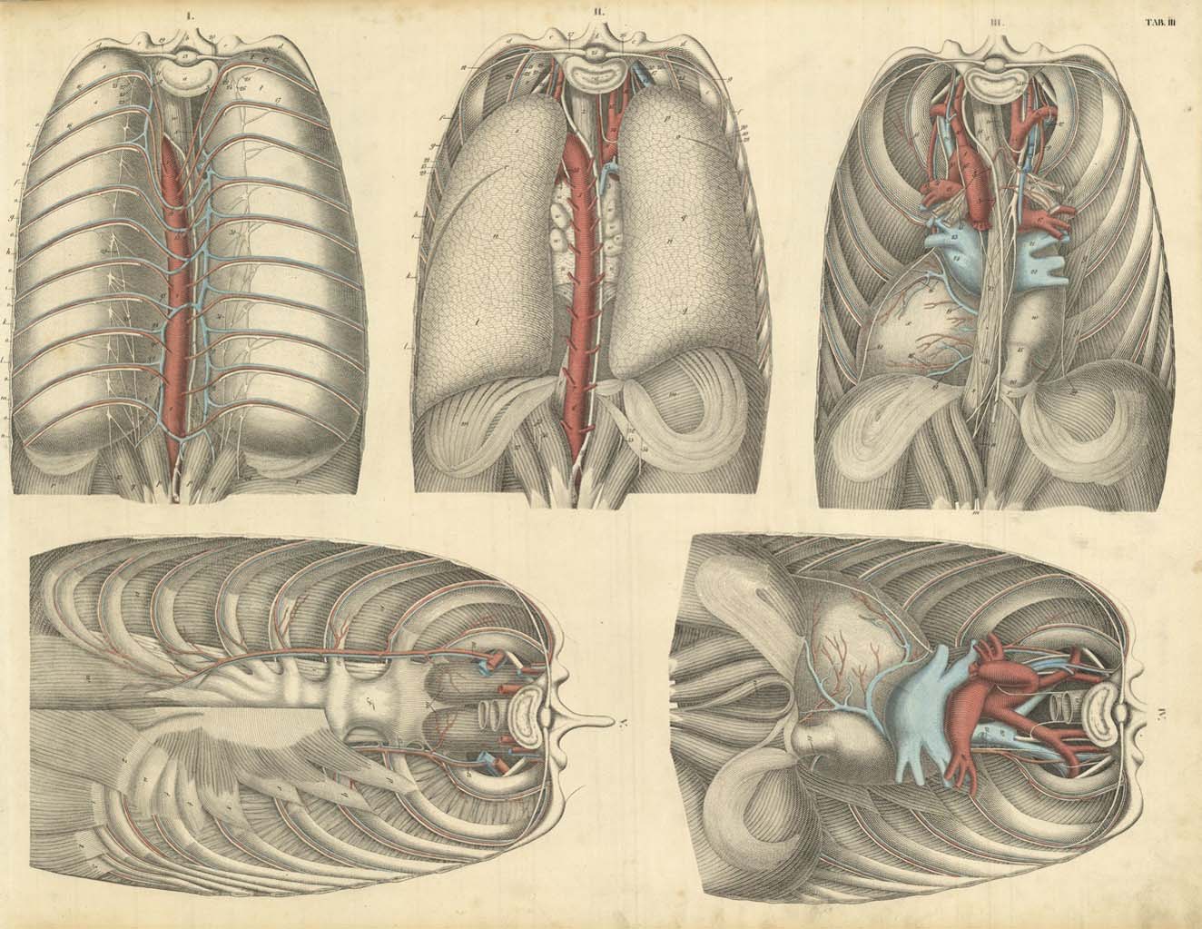 TAB III (gabbia toracica con sistema vascolare e nervoso)