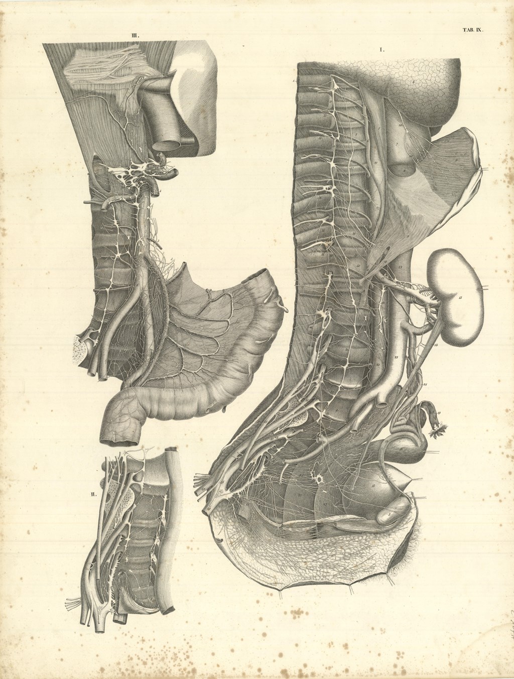 TAB IX (aorta addominale con vasi collaterali)