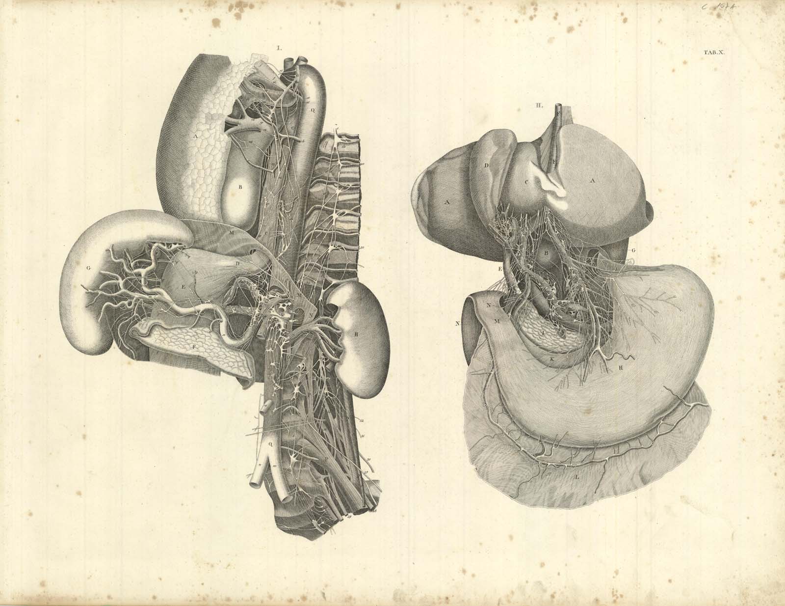 TAB X (vascolarizzazione degli organi intraddominali)