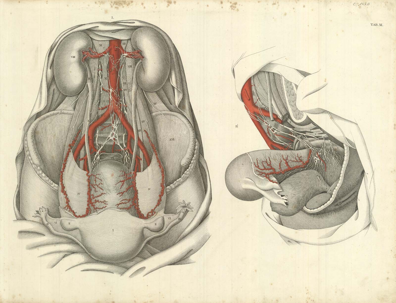 TAB XI (aorta addominale con vascolarizzazione uterina)