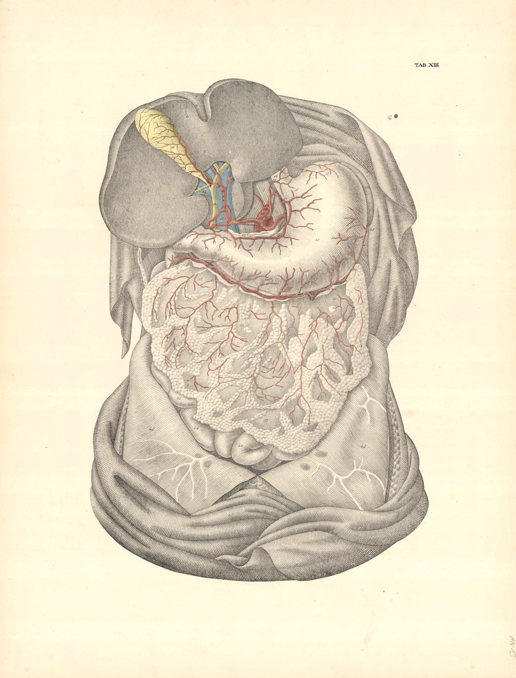 TAB XIII (vascolarizzazione epato-gastrica)