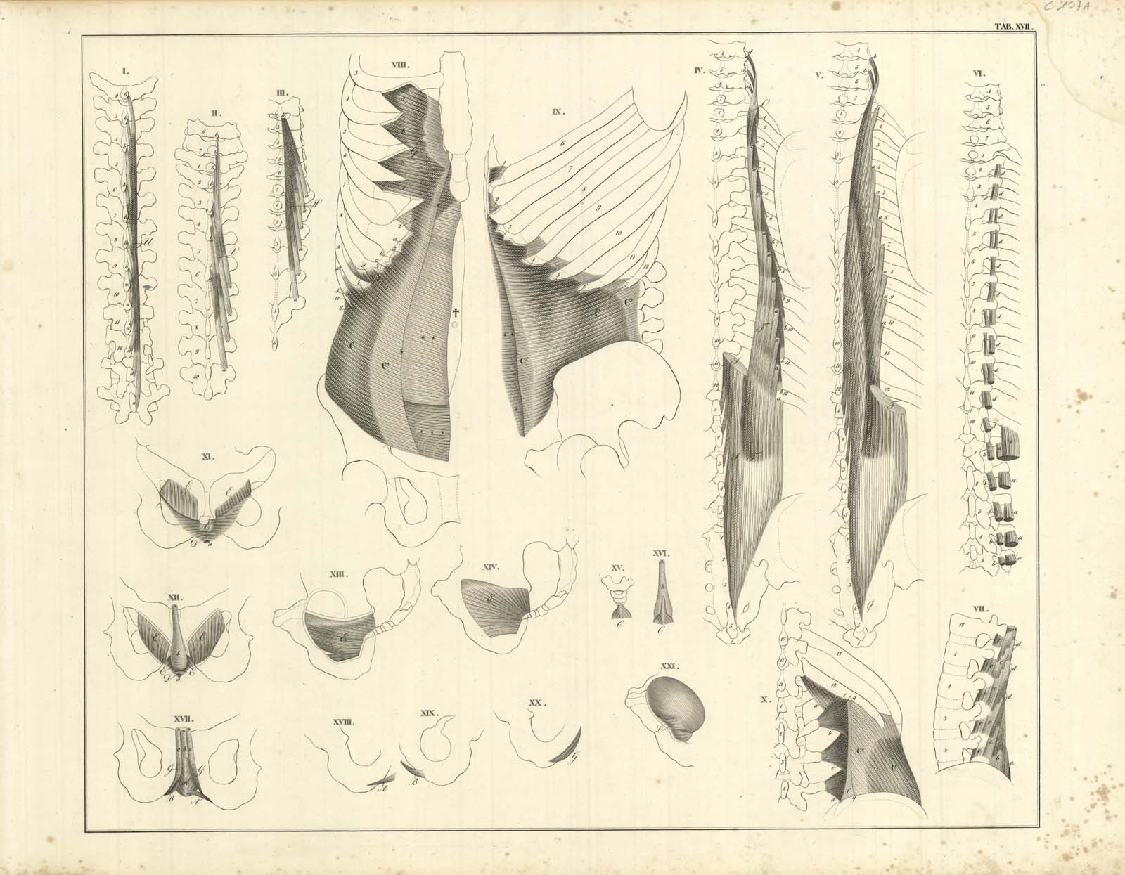 TAB XVII (sezioni dei muscoli paravertebrali intercostali e bacino ecc)