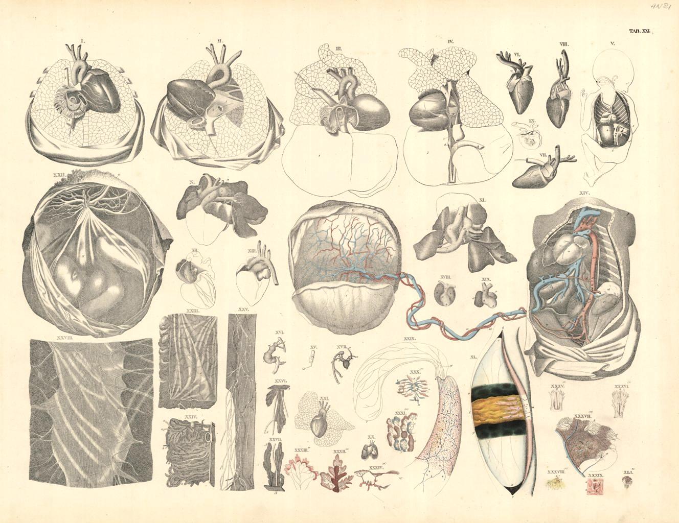 TAB XXI (vascolarizzazione della placenta e fetale)