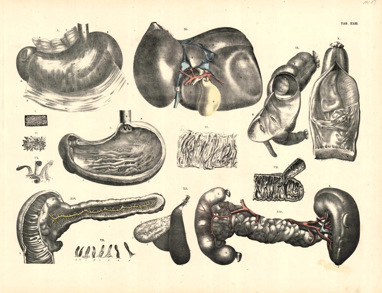 TAB XXIII (organi intraddominali in diverse sezioni)