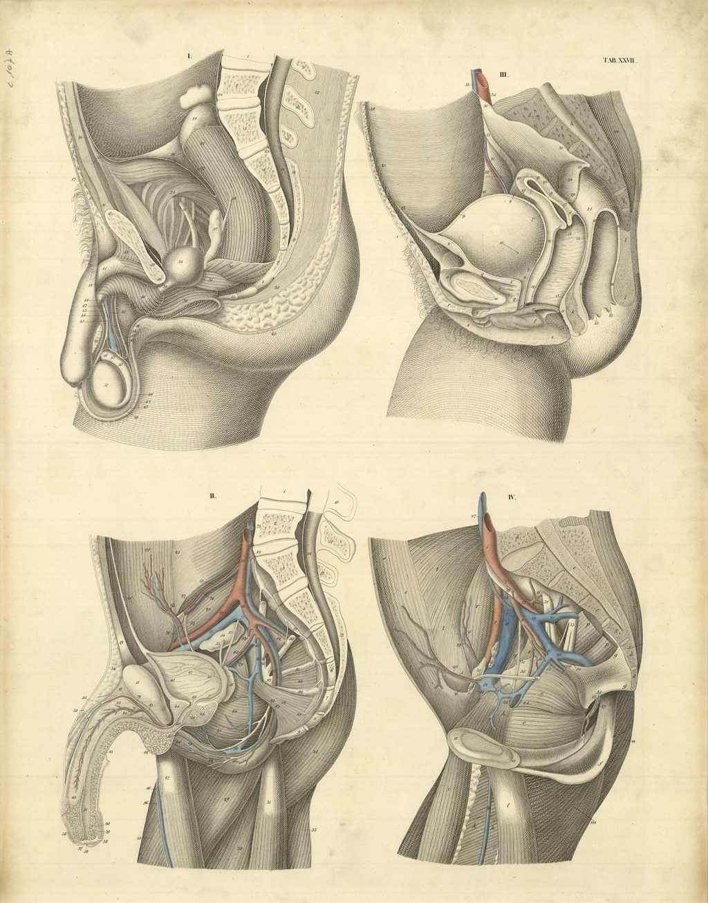 TAB XXVII (sistema uro genitale maschile)