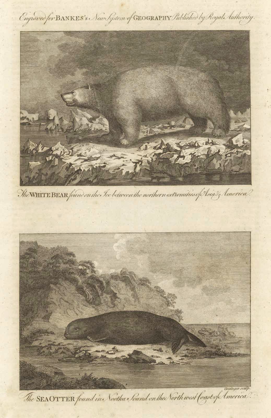 The white bear found on the ice bethween the northern …