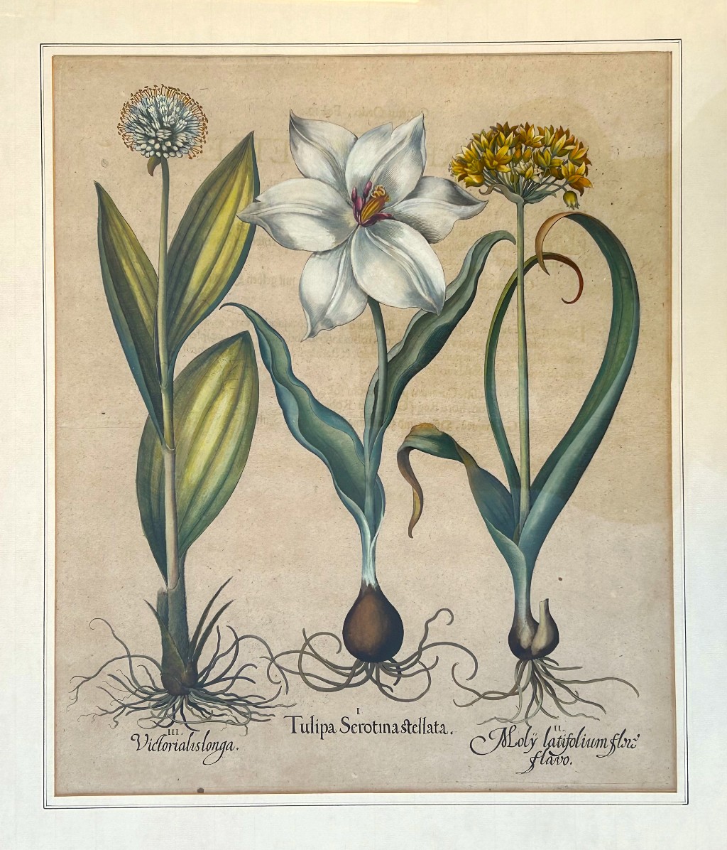 Victorialis longa, Tulipa Serotina stellata, Moly latifolium flore flavo