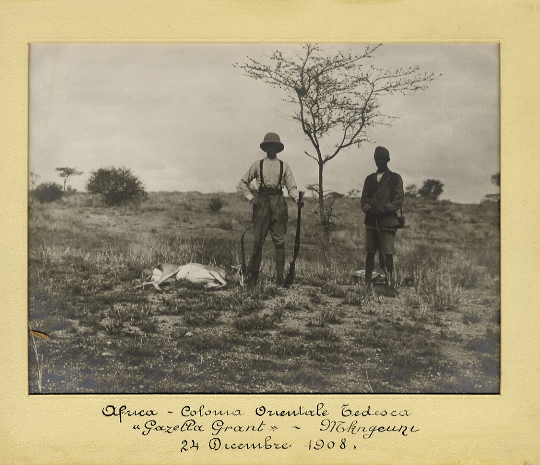 Africa - Colonia Orientale Tedesca - "Gazella [sic] Grant" - …