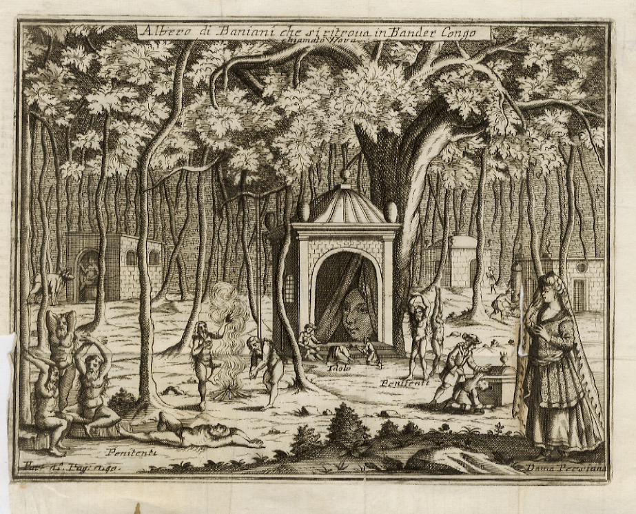 ALBERO di baniani che si ritrova in Bander Congo [Persia].