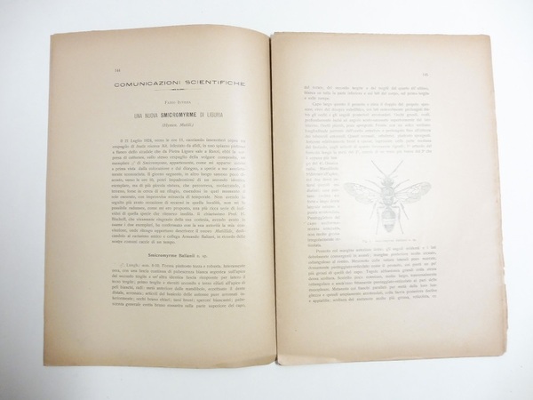 Una nuova smicromyrme di Liguria; Una nuova forma di euxoa …