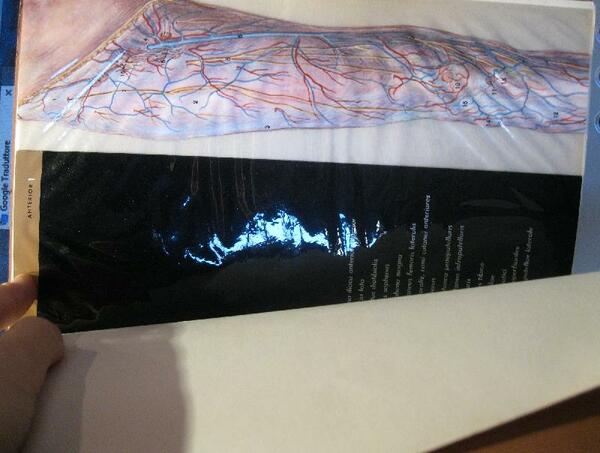 La gamba in trasparenza anatomica. Abbott Laboratoires