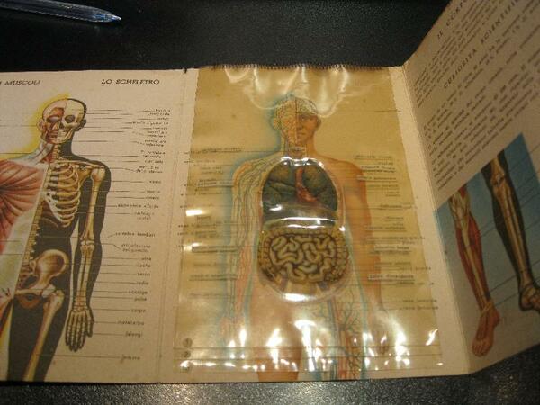 Il corpo umano. Omaggio della Co-fa sa. Milano