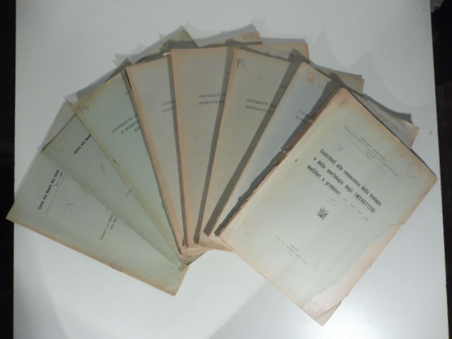 Contributi alla conoscenza della biologia e della morfologia degli imenotteri …