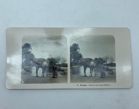 Fayum. Kamel und kameelfuhrer. Foto originale stereoscopica etnografica raffigurante cammello …