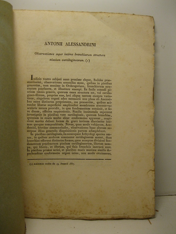 Observationes super intima branchiarum structura piscium cartilagineorum