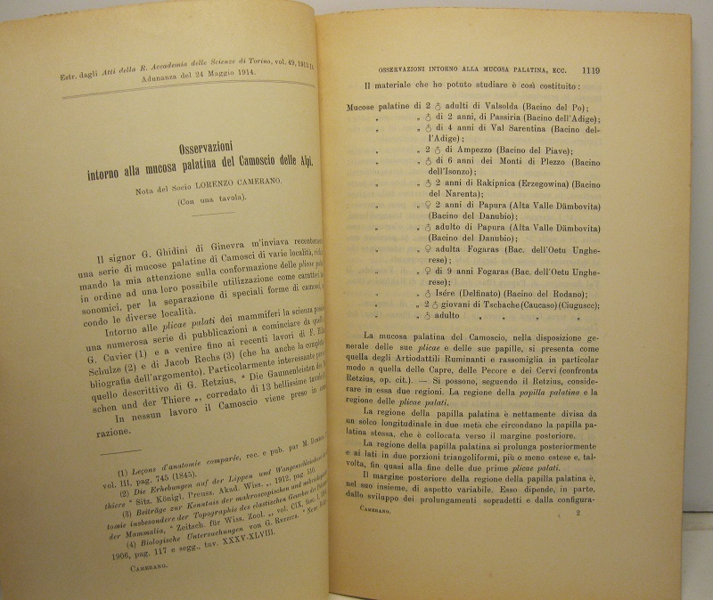Osservazioni intorno alla mucosa palatina del camoscio delle Alpi