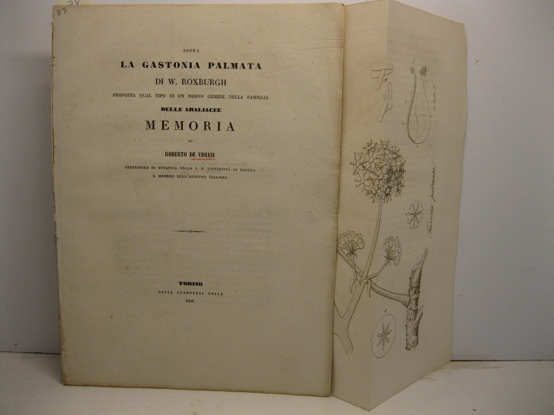 Sopra la gastonia palmata di W. Roxburgh proposta qual tipo …