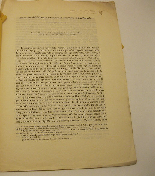 Sui vasi propri della Phalaris nodosa; Nota del socio ordinario …