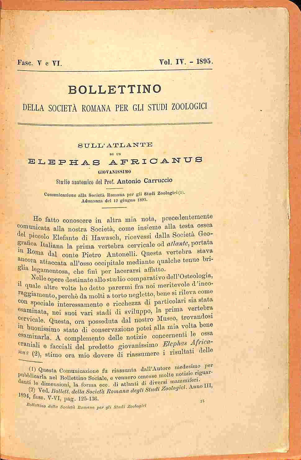 Sull'atlante di un Elaphas africanus