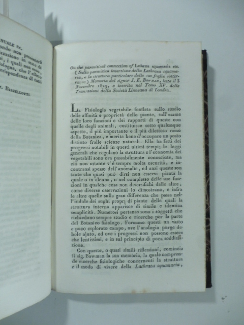 Sulla parasitica inserzione della Lathraea squamaria e la struttura particolare …