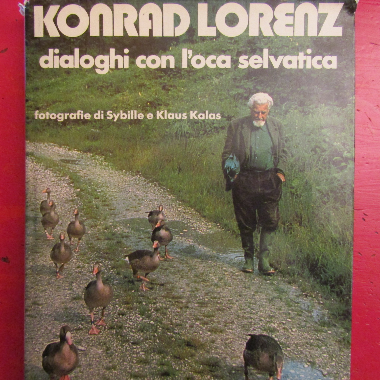 Diaologhi con l'oca selvatica