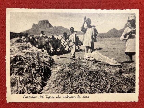 Cartolina Etiopia - Contadini del Tigrai che Trebbiano la dura …