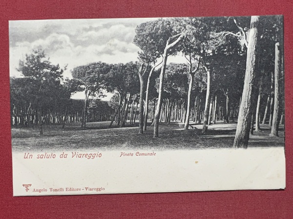 Cartolina - Un Saluto da Viareggio - Pineta Comunale - …