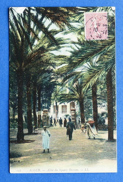 Cartolina Africa - Alger - Allèe du Square Bresson