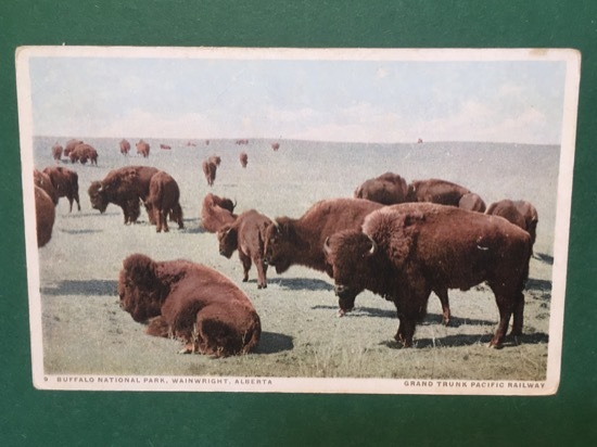 Cartolina Buffalo National Park - Wainwright - Alberta - 1930 …