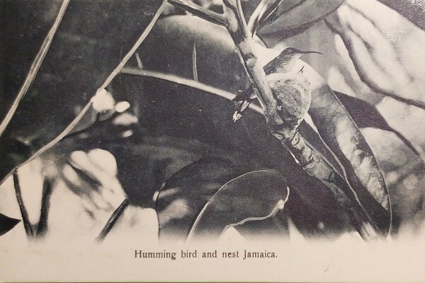 Cartolina - Jamaica - Humming bird and nest Jamaica - …