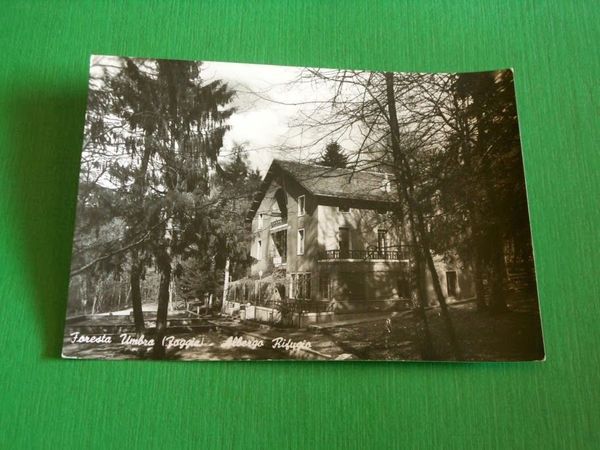 Cartolina Foresta Umbra ( Foggia ) - Albergo Rifugio 1958