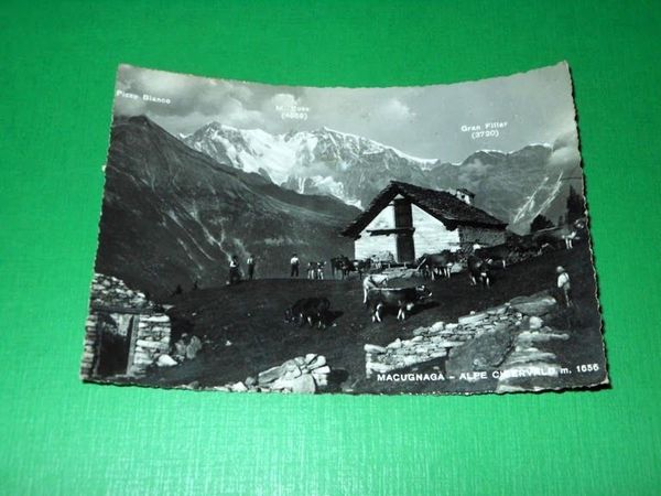 Cartolina Macugnaga - Alpe Cicervald 1951