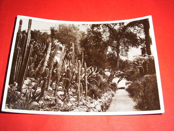 Cartolina San Remo - Flora tropicale 1942